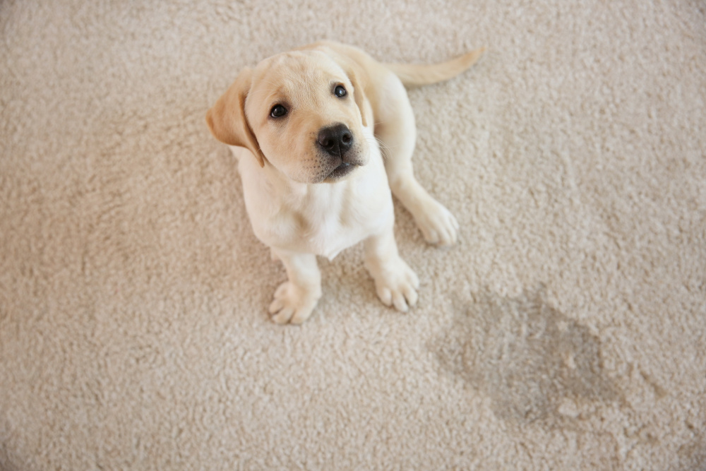 carpet cleaning for dog urine