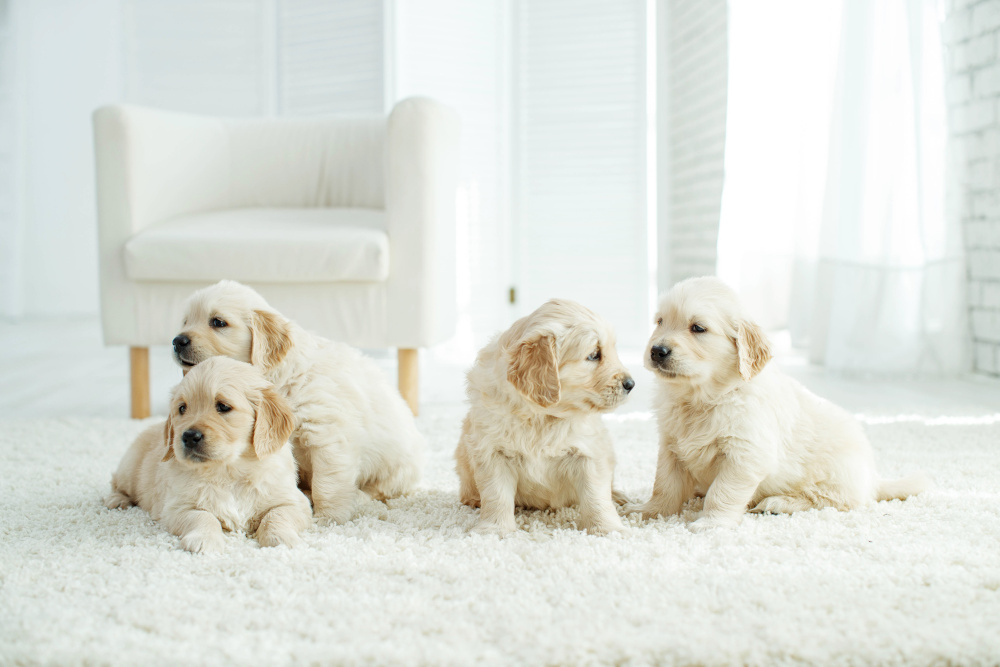 dogs on clean carpet